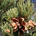 colorado pinyon